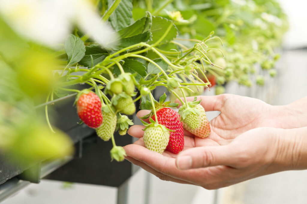 一期生扶蘇さんのいちご